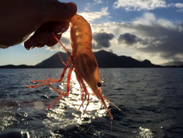 Spot prawn and crab fishing Fresh spot prawns