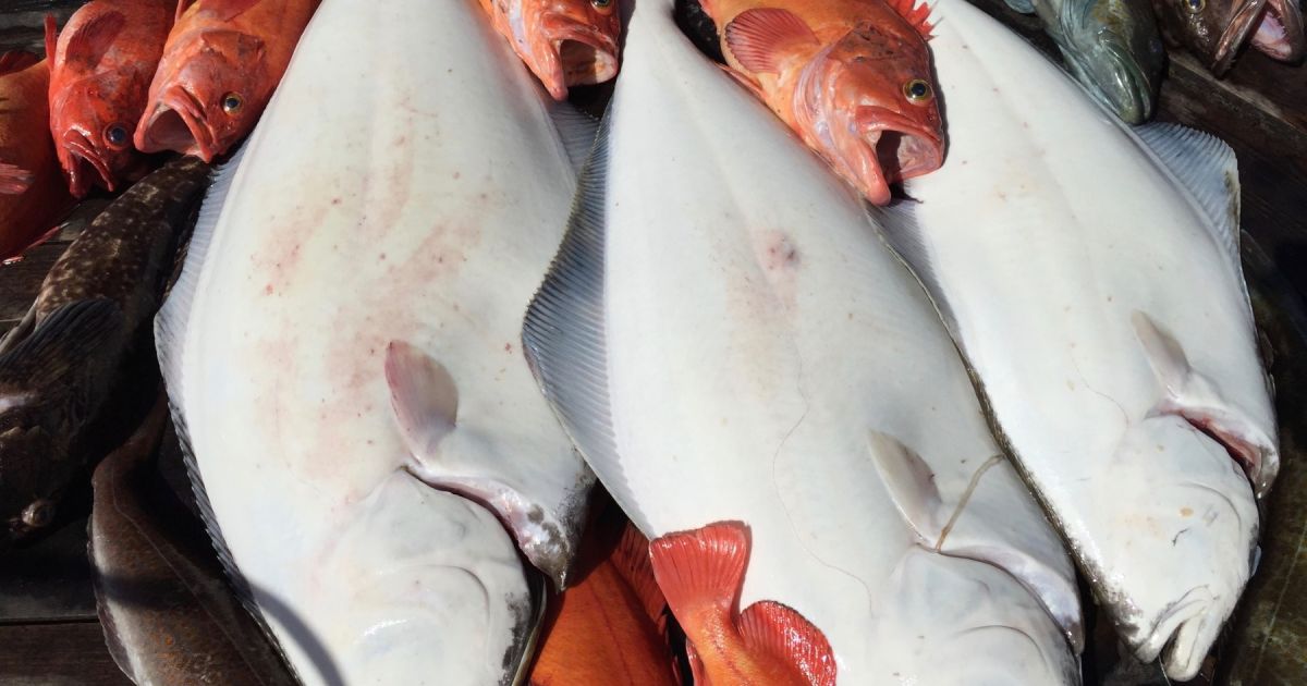 Tofino Fish Guides May June 2017