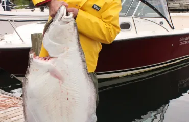 Vancouver Island Halibut Vancouver Island Sportfishing