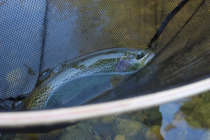 Vancouver Island Cutthrout trout 
